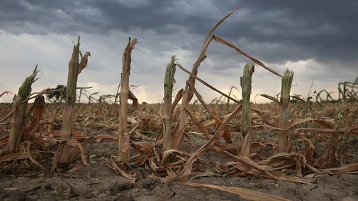corn