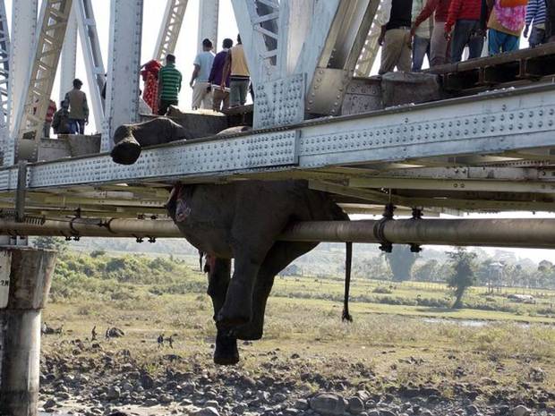 Train Killed Elephants_1