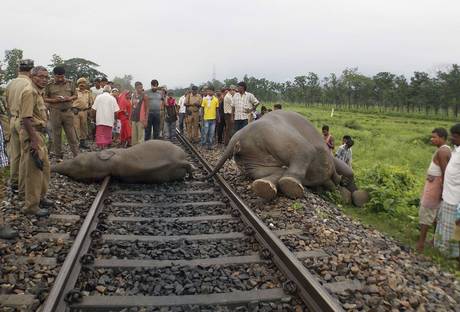 Train Killed Elephants_2