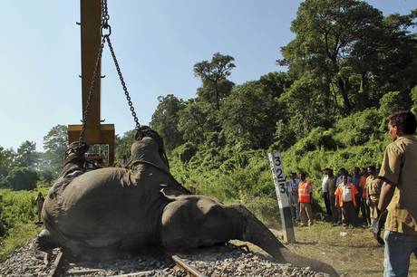 Train Killed Elephants_3