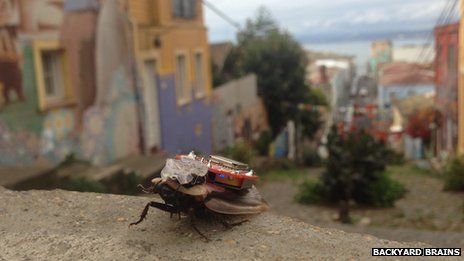 Cockroach Backpack