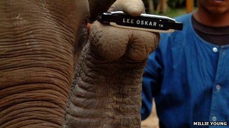 Elephant holds harmonica