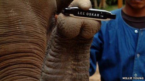 Click to enlarge Elephant holds harmonica