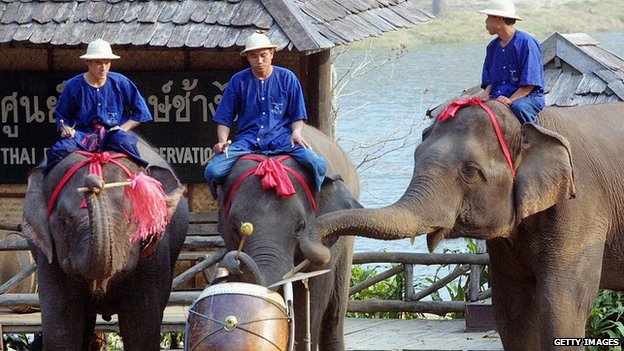Click to enlarge Elephants play drum