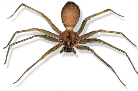 Click to enlarge Image