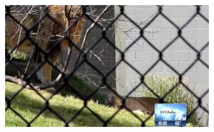 Click to enlarge Lion Kills Lioness