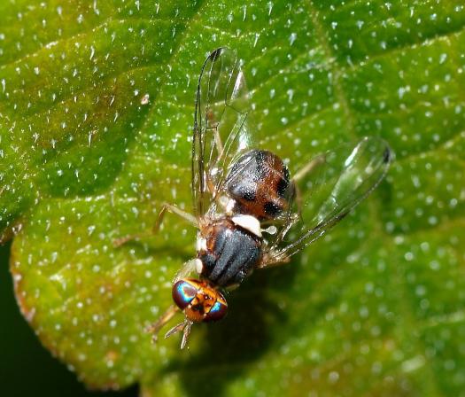 Fruit Fly