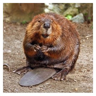 Click to enlarge Beaver