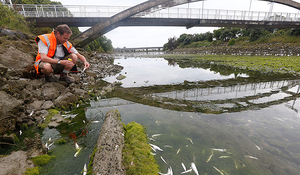 Click to enlarge Dead Fishes