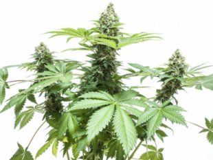 marijuana plant