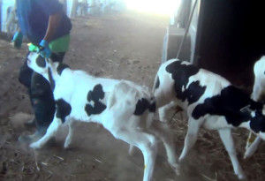 calf abuse