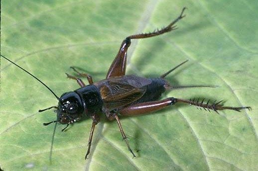 Click to enlarge cricket