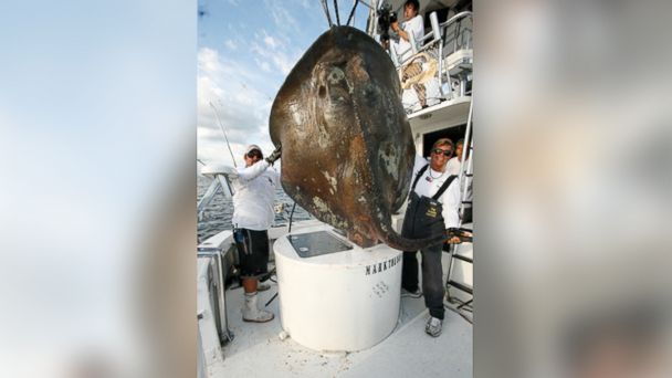 Giant Skate