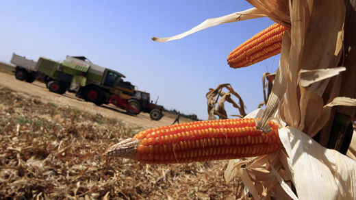 gmo corn