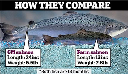 GMO Salmon