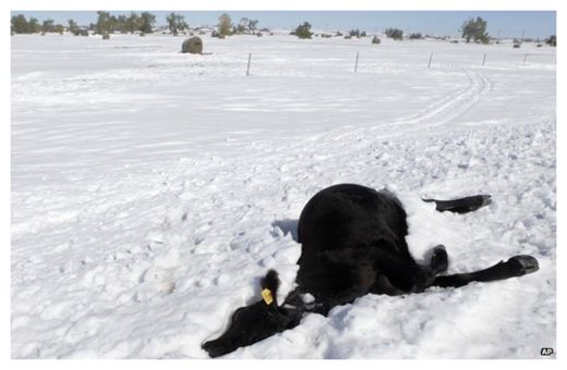 Click to enlarge Blizzards