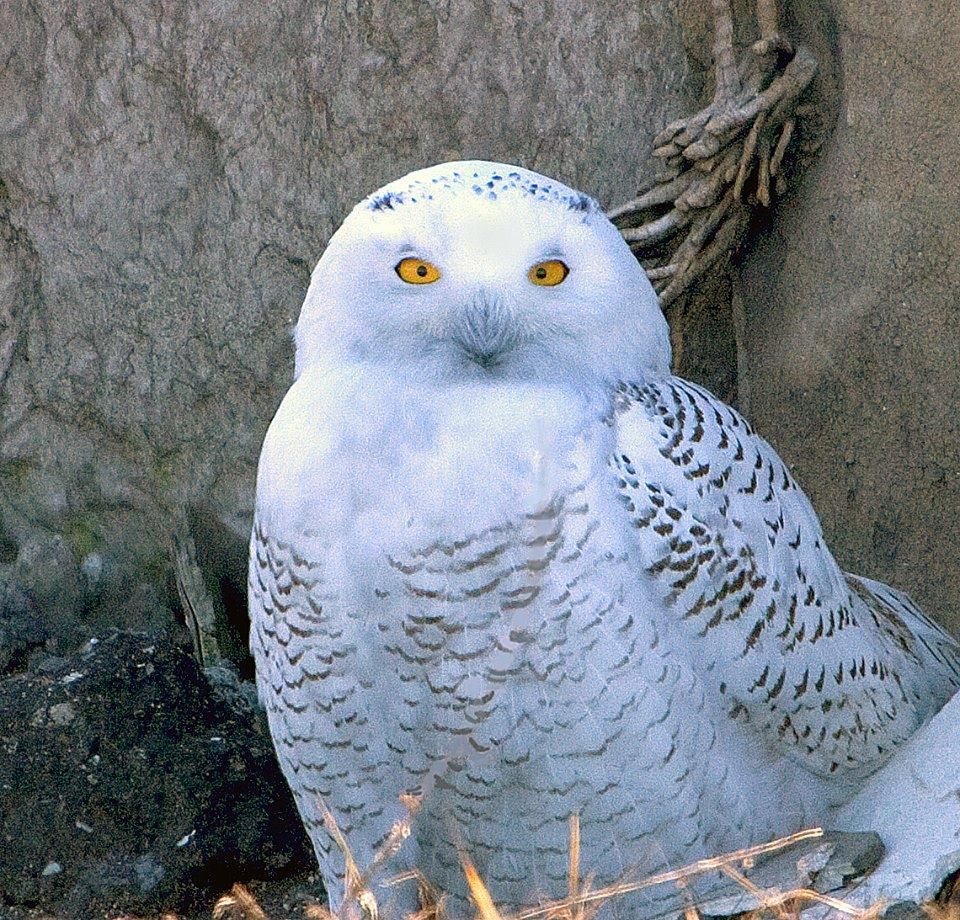 Huge Snowy Owl invasion becomes official in Canada and U.S. -- Earth ...