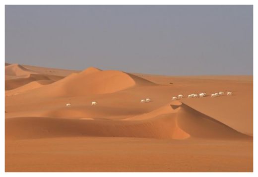 Click to enlarge Wild Addax