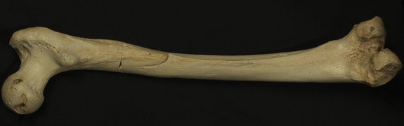 Click to enlarge Ancient Humans_1