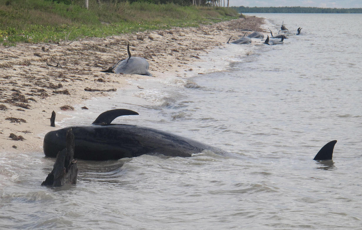 Stranded Whales