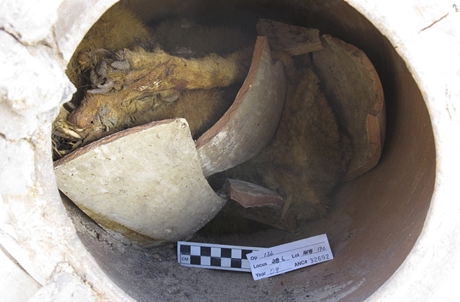 Click to enlarge Buried Egyptian Dog_1