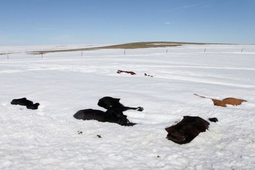 Dead cows in the snow
