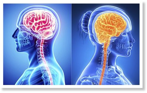 male & female brains