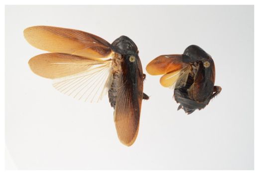 Cockroaches