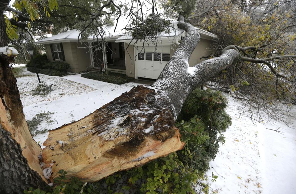 Fallen tree