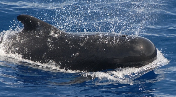 Whales