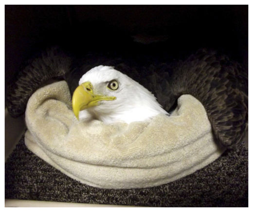 Bald Eagle