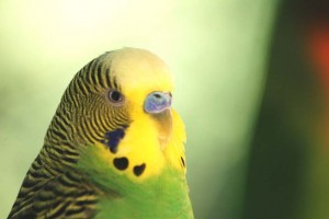 parakeet