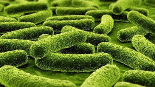 bacteria