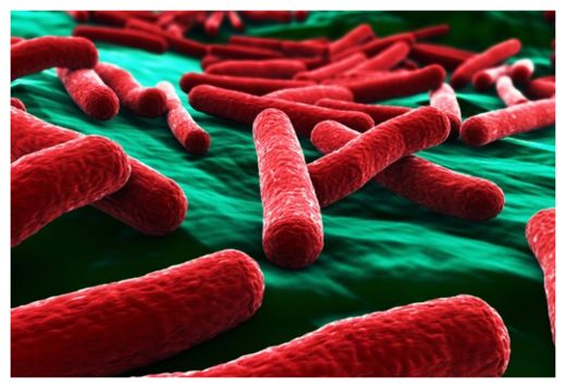 Click to enlarge E.Coli