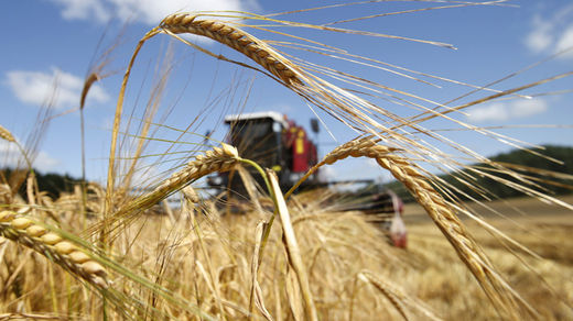 Click to enlarge Grain harvester