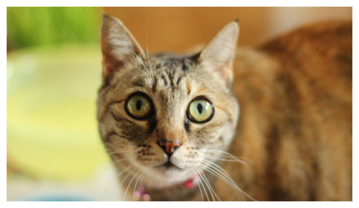 Click to enlarge Domesticate Cat