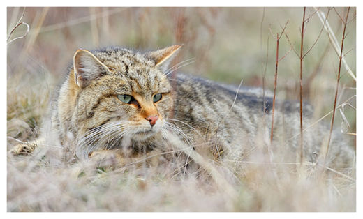 Click to enlarge Wildcat