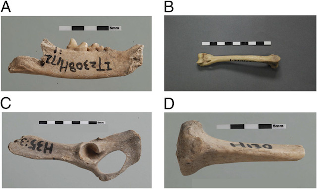 Click to enlarge Cat Specimens