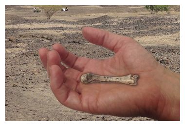 Click to enlarge Fossil Hand
