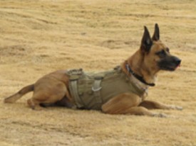 Click to enlarge drug-sniffing dog