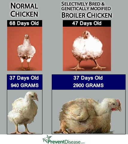Broiler Chickens