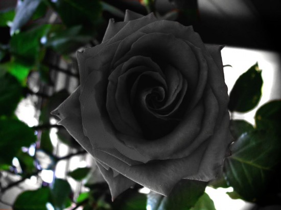 The stunningly beautiful Black Roses of Halfeti — Earth Changes — Sott.net