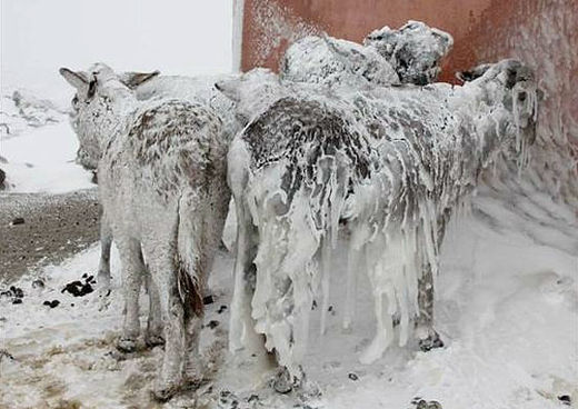 Donkeys freeze in Turkey