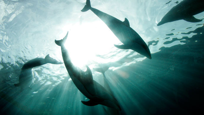 dolphins