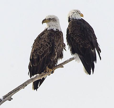 Bald Eagles