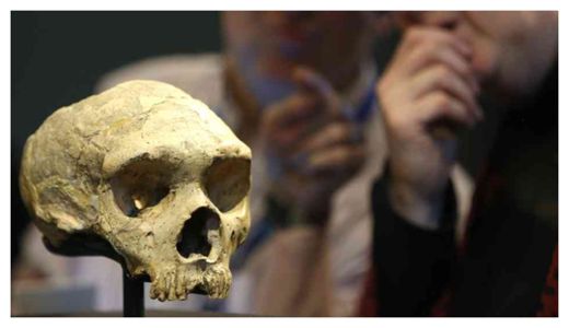 Click to enlarge Neanderthal Skull
