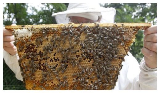Bees