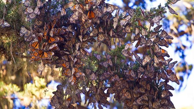 Click to enlarge Monarch Butterflies