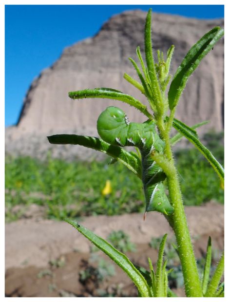 Click to enlarge Hornworm Caterpillar