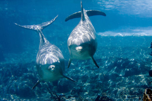 dophins
